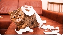 Mon chat a mangé ma combinaison de ski